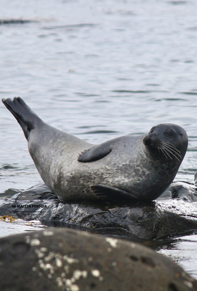 Foca descansando en la playa de Ytri Tunga, Islandia.