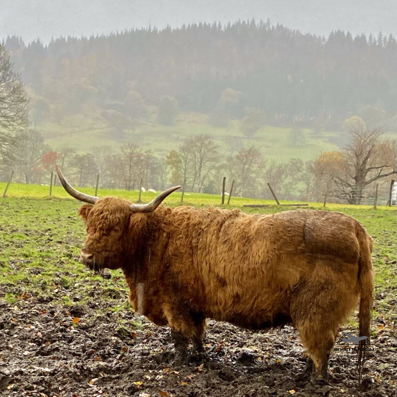 Vaca escocesa, Escocia.
