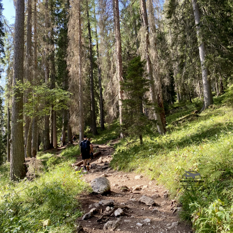 El sendero pasa por un bosque de pinos y abetos.
