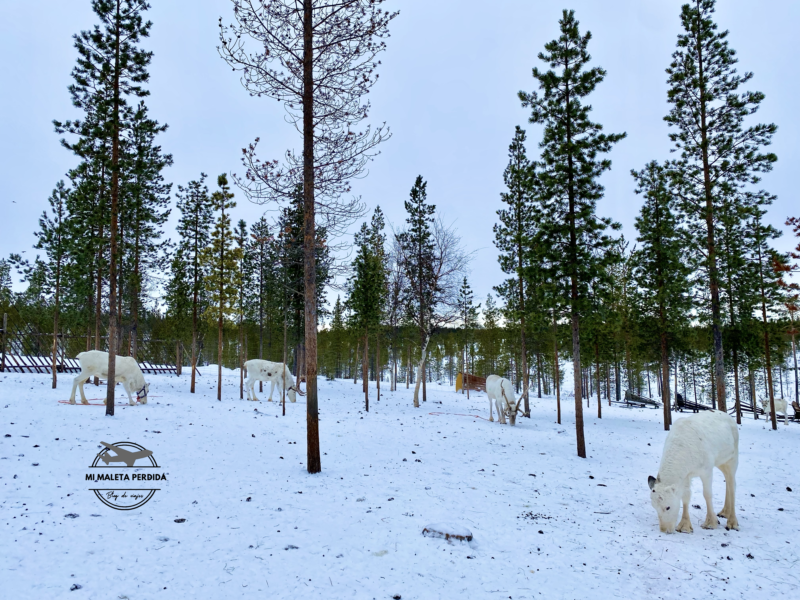 Granja de renos en Finlandia.