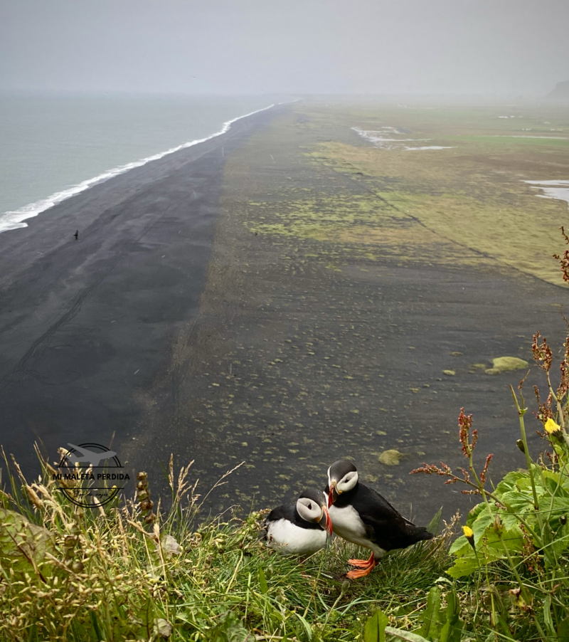 Puffins en Dyrhólaey, Islandia.