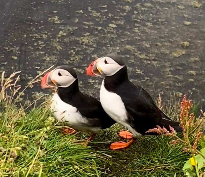 Donde ver frailecillos en Islandia: cuando llegan y los mejores lugares