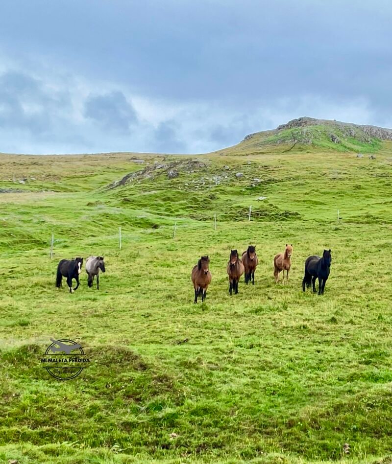 Caballos islandeses, Islandia.